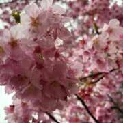 ヒメ日記 2026/03/29 12:01 投稿 かんな 東京エステコレクション 新橋・銀座