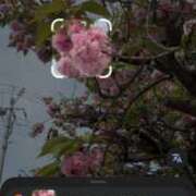 ヒメ日記 2026/04/18 09:32 投稿 いちか 吉原アクアパレス