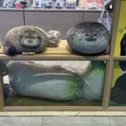 ヒメ日記 2026/04/08 16:55 投稿 さわ 錦糸町人妻セレブリティ（ユメオト）