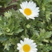 ヒメ日記 2026/02/04 16:40 投稿 体験ななし『透明感強めの清楚系美少女』 錦糸町派遣型JKリフレガチあい