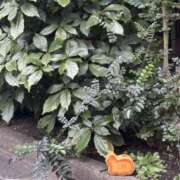 ヒメ日記 2026/02/14 17:22 投稿 体験ななし『透明感強めの清楚系美少女』 錦糸町派遣型JKリフレガチあい