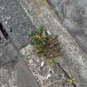 ヒメ日記 2026/03/13 16:10 投稿 体験ななし『透明感強めの清楚系美少女』 錦糸町派遣型JKリフレガチあい