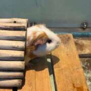 ヒメ日記 2026/03/02 22:01 投稿 コヨミ ラブコレクション