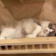 ヒメ日記 2026/06/15 22:31 投稿 コヨミ ラブコレクション