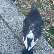 まいん これは東京のハト Beppin house