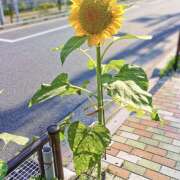 ヒメ日記 2026/08/09 15:25 投稿 しの 和風パブ大江戸
