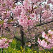 ヒメ日記 2026/02/24 11:52 投稿 ここね 華美人