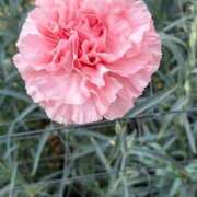 ヒメ日記 2026/03/23 13:03 投稿 ここね 華美人