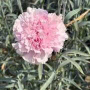 ここね こんにちは‼️ 華美人