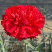 ここね こんにちは‼️ますね 華美人