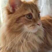 ヒメ日記 2026/01/26 21:36 投稿 こい 女の子がセルフで撮影する店！！成田デリヘル『生パネル』伝説