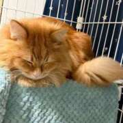 ヒメ日記 2026/01/27 04:21 投稿 こい 女の子がセルフで撮影する店！！成田デリヘル『生パネル』伝説