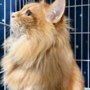 こい 💌バレ90分 女の子がセルフで撮影する店！！成田デリヘル『生パネル』伝説