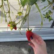 ヒメ日記 2026/03/16 18:54 投稿 せら 宮崎SANSAIN