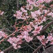 ヒメ日記 2026/02/13 13:00 投稿 杉下 新宿人妻城