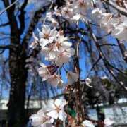 ヒメ日記 2026/03/31 20:35 投稿 さくら 群馬伊勢崎ちゃんこ