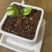 ヒメ日記 2026/02/04 17:19 投稿 わかな 恋愛生欲情の扉