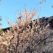 ヒメ日記 2026/02/23 16:40 投稿 島田 ゆりこ ベストマダム