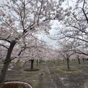 ヒメ日記 2026/04/01 13:26 投稿 島田 ゆりこ ベストマダム
