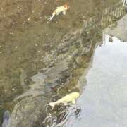 ヒメ日記 2026/04/11 08:32 投稿 島田 ゆりこ ベストマダム