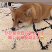 ヒメ日記 2026/02/24 09:51 投稿 ひびき 千葉SMクラブ女王様とM男