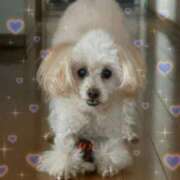 ヒメ日記 2026/03/13 22:28 投稿 さや とある風俗店♡やりすぎさーくる新宿大久保店♡で色んな無料オプションしてみました