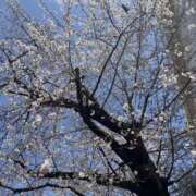 ヒメ日記 2026/03/29 09:04 投稿 れいら(れいら) 厚木奥様Life