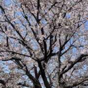 ヒメ日記 2026/04/04 15:24 投稿 れいら(れいら) 厚木奥様Life