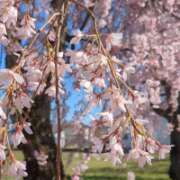 ヒメ日記 2026/04/19 09:00 投稿 坂下ちあき ミセスの癒しエステ