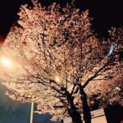 ヒメ日記 2026/04/16 09:19 投稿 彩瀬　みつき 雫(しずく)