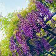 ヒメ日記 2026/04/26 07:51 投稿 杉崎アンナ 西川口風俗ド淫乱ンド