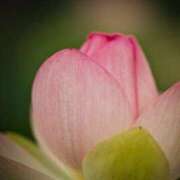 ヒメ日記 2026/03/11 20:35 投稿 こずえ 熟女家 ミナミエリア店