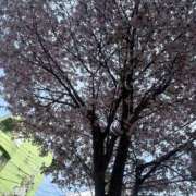 ヒメ日記 2026/04/23 14:48 投稿 香咲　舞 タッチVIP