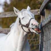 ヒメ日記 2026/02/06 17:09 投稿 えみか 吉原ファーストレディ