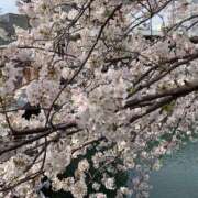 ヒメ日記 2026/04/03 11:11 投稿 ゆうか 品川ミセスアロマ（ユメオト）