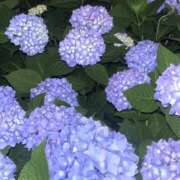 ヒメ日記 2026/06/13 17:40 投稿 Ena THE PREMIUM （プレミアム）