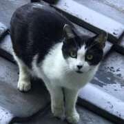 りょう にゃんだ 完熟ばなな川崎