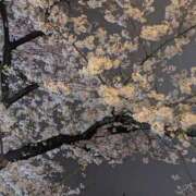 ヒメ日記 2026/03/24 14:16 投稿 舞 MCロイヤル