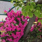 ヒメ日記 2026/04/19 13:56 投稿 舞 MCロイヤル