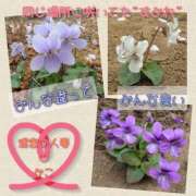 ヒメ日記 2026/04/02 20:09 投稿 みこ 迷宮の人妻 古河・久喜発