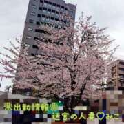 ヒメ日記 2026/04/07 22:29 投稿 みこ 迷宮の人妻 古河・久喜発