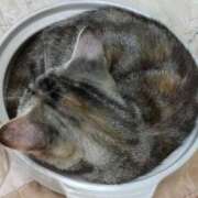 ヒメ日記 2026/03/30 16:23 投稿 れお 回春メンズエステ 華びら