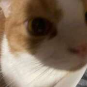 八木あやな 🐱 デリス新宿