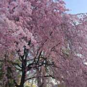 ヒメ日記 2026/04/19 11:16 投稿 七瀬みなみ ABC 岩手ソープ