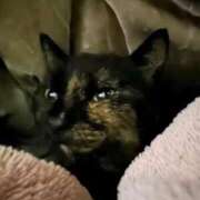 ヒメ日記 2026/02/06 14:23 投稿 ゆひめ 秋葉原コスプレ学園in仙台