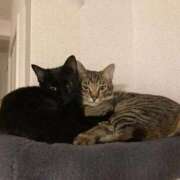 ヒメ日記 2026/01/27 23:07 投稿 ねる しろうとCollection