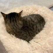 ヒメ日記 2026/01/28 23:57 投稿 ねる しろうとCollection