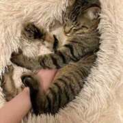 ヒメ日記 2026/01/29 00:17 投稿 ねる しろうとCollection