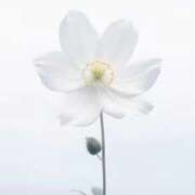 ヒメ日記 2026/01/29 18:07 投稿 ねる しろうとCollection