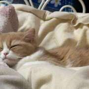 ヒメ日記 2026/02/10 18:21 投稿 ねこ SS PERO PERO NINE